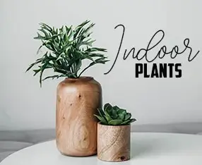 Indoor Plant Cover